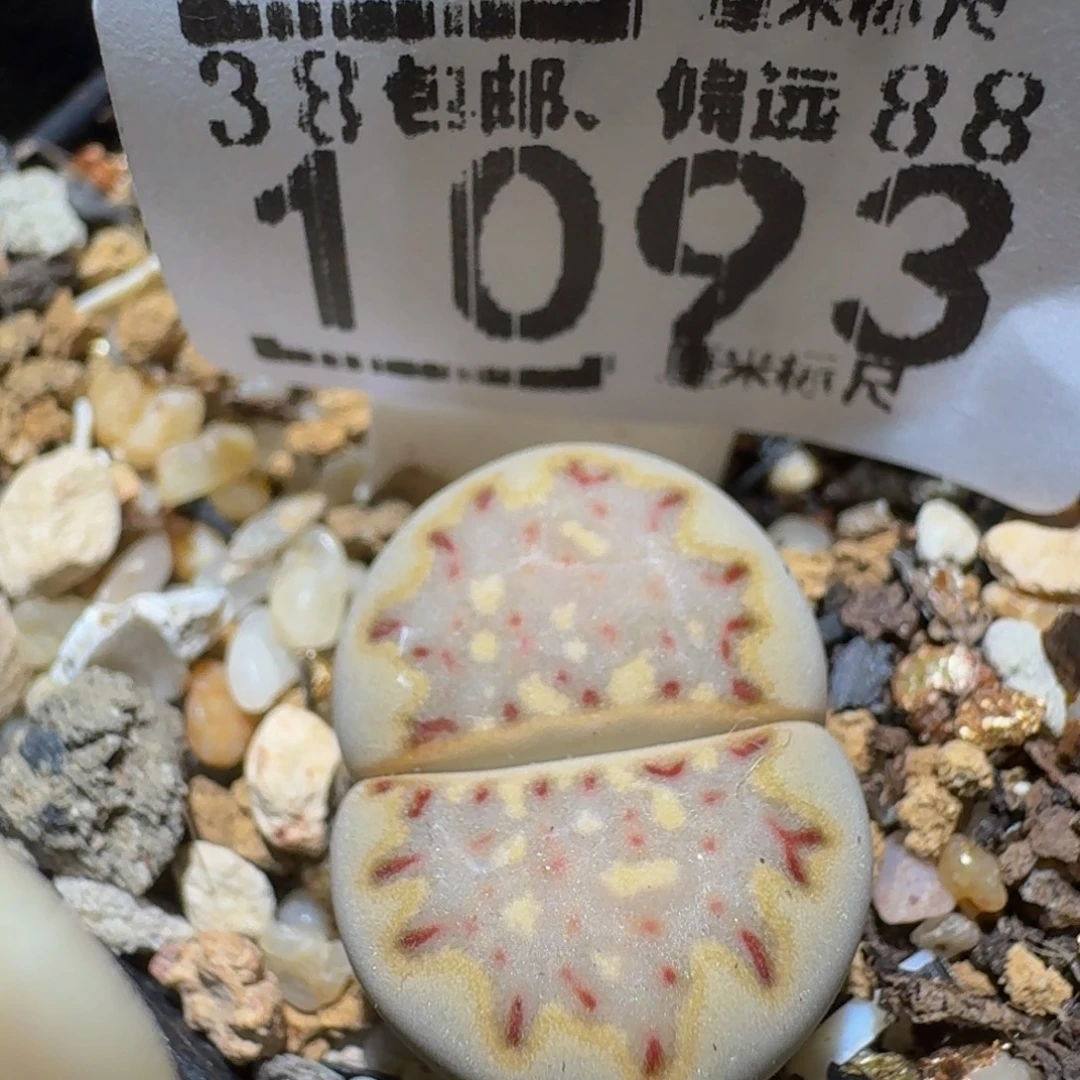 zzzzz生石花肉锥1093