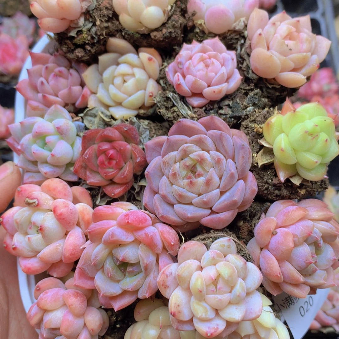 我要去看你了啊我的天020