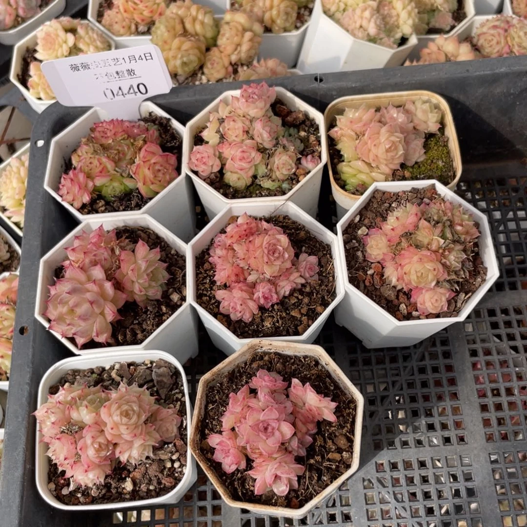 不包整散 盆子不售后0440