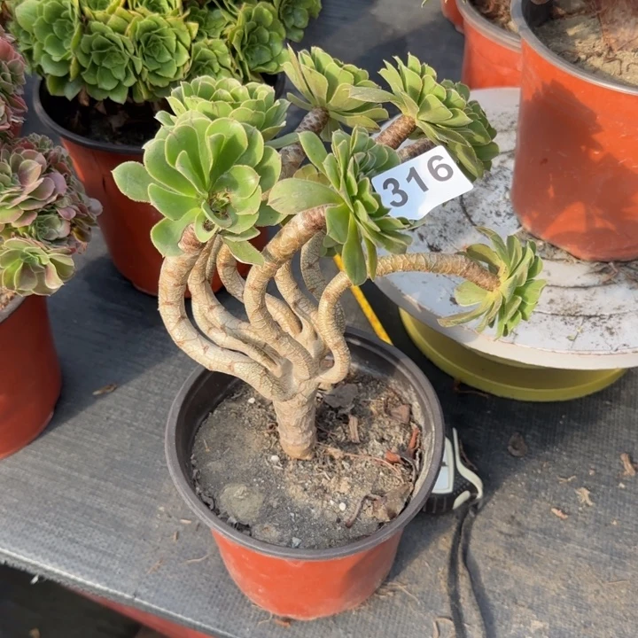 鑫***吧多肉植物绿妖桩316