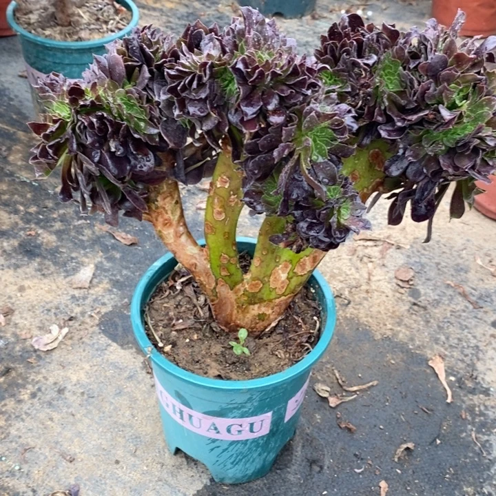 欧紫缀17多肉植物法师的