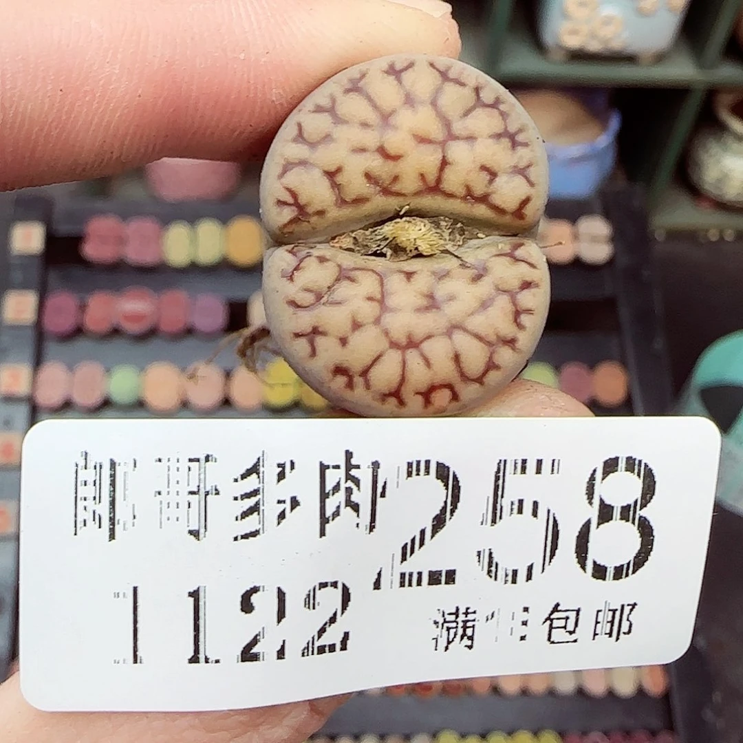 满满18包邮1122-258