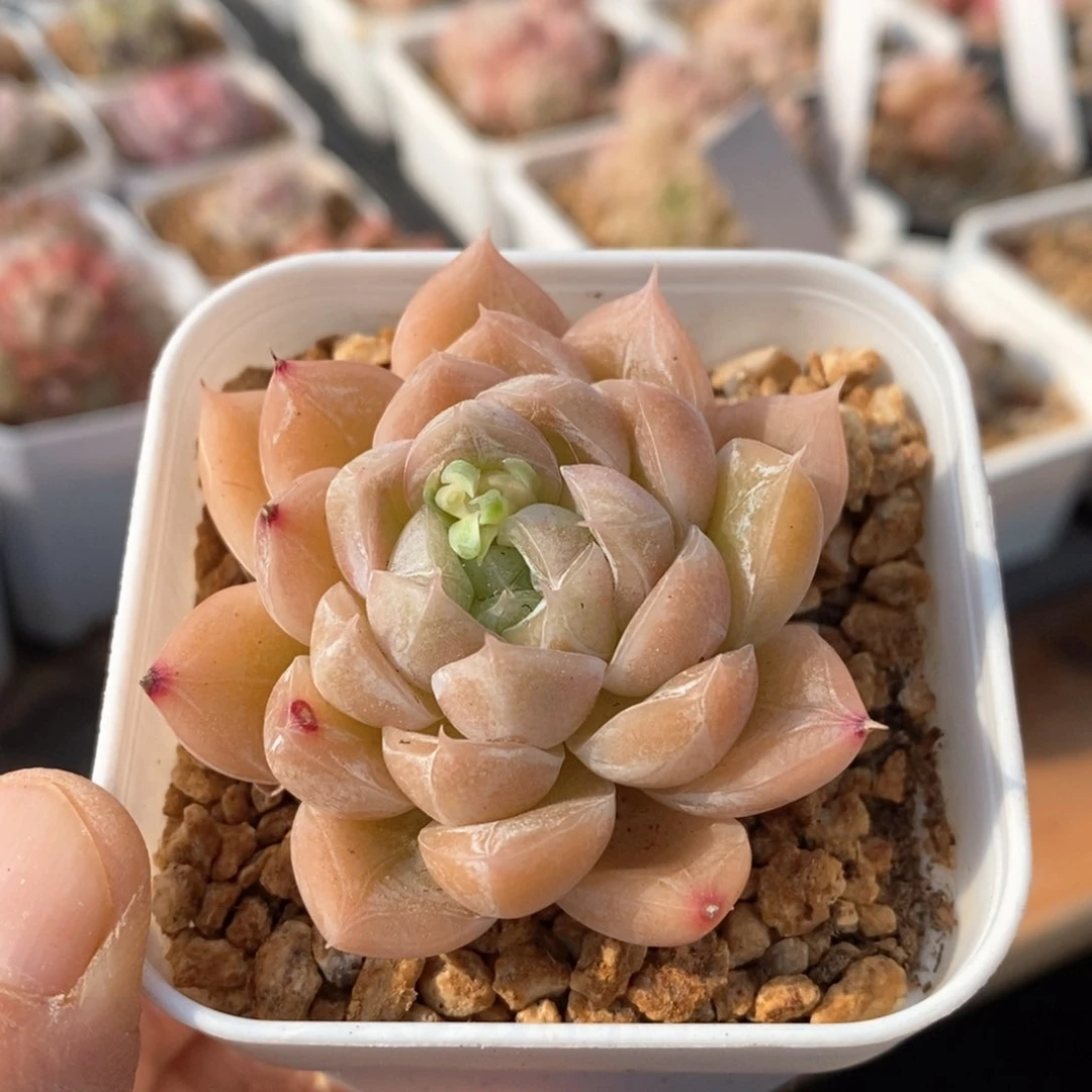 精品多肉一物一拍不包整18