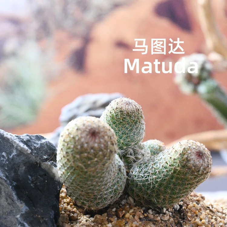 自然生长--马图达迷你仙人球懒人好养桌面植物净化空气小盆栽绿植