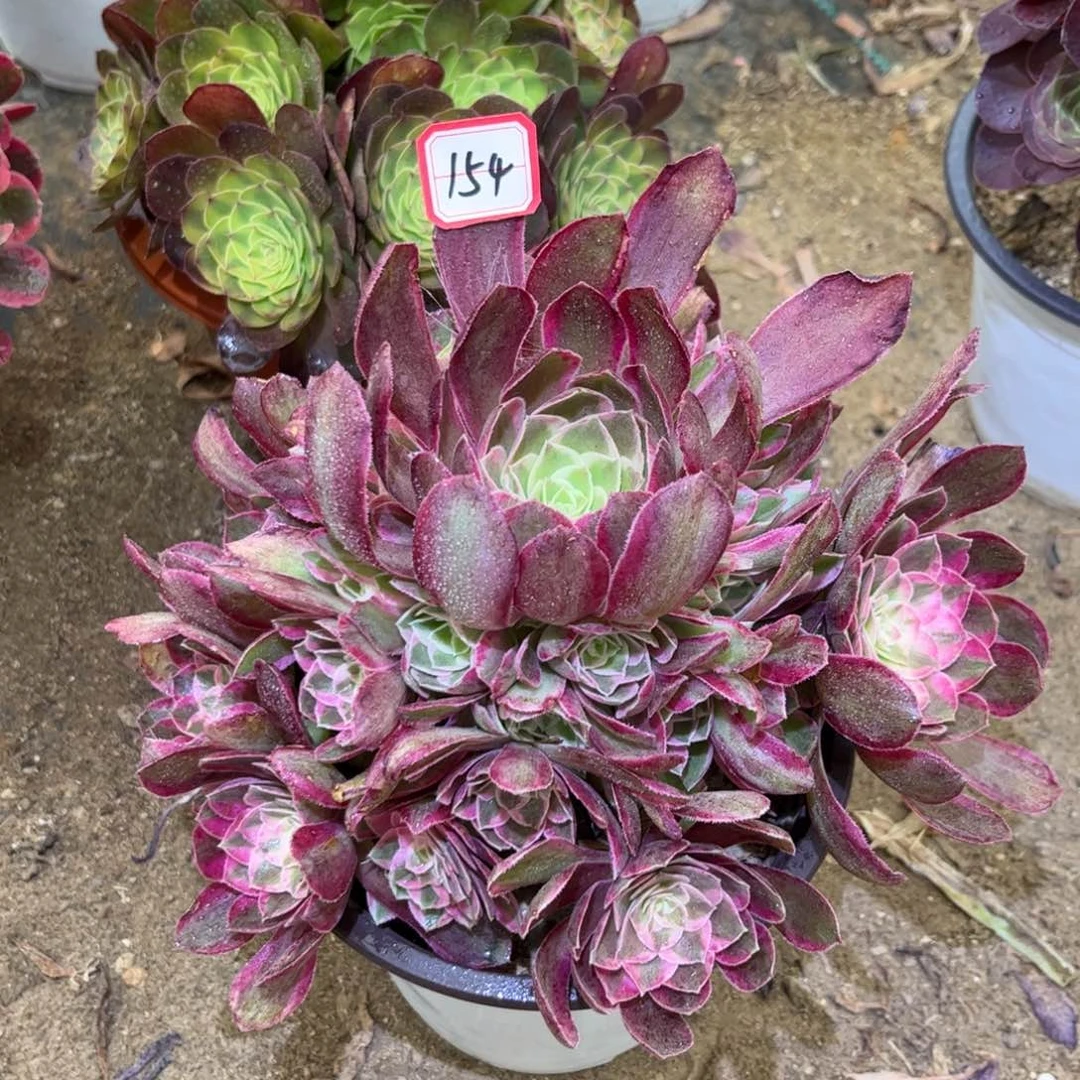 154多肉植物孔雀翎