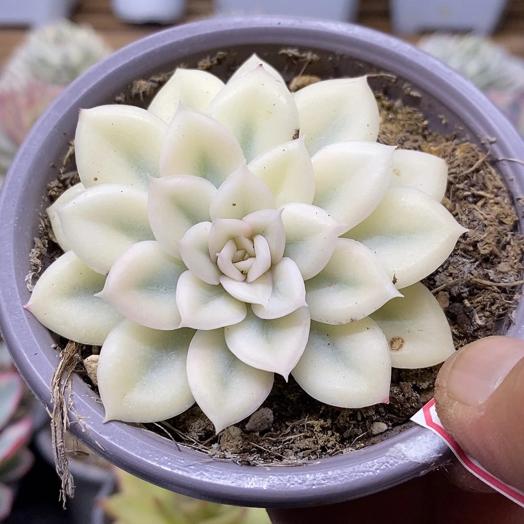 1813 月亮仙子宽覆轮锦