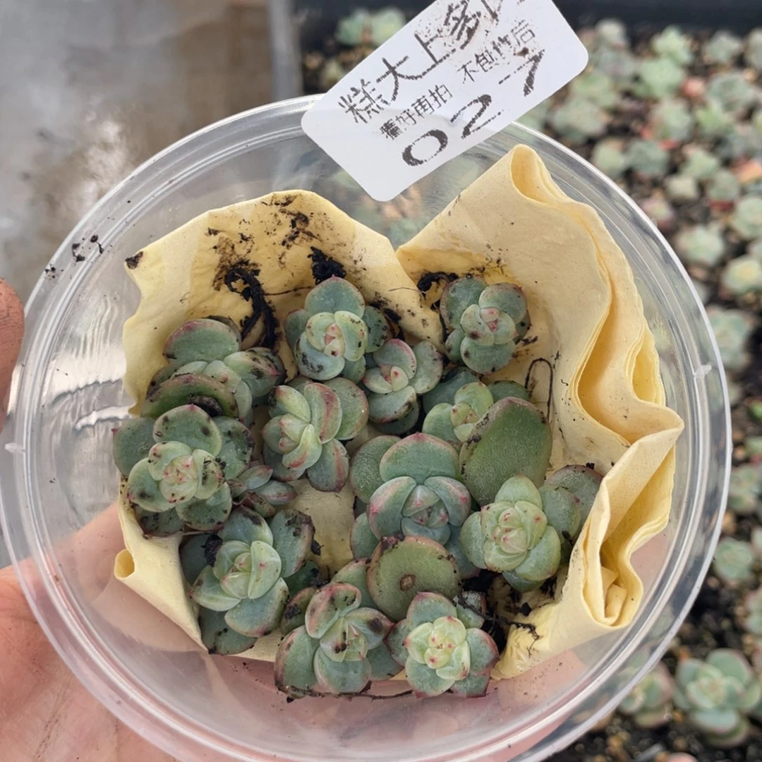 糕大上多肉植物027
