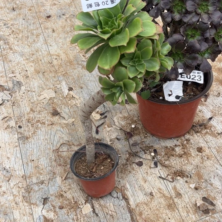 129军美丽不包断枝