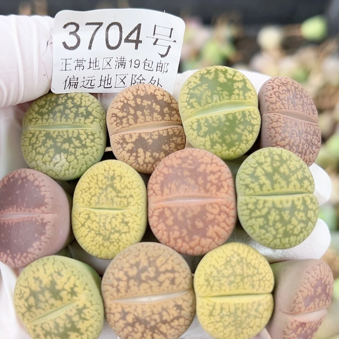 3704 好养易活生石花大母本12个