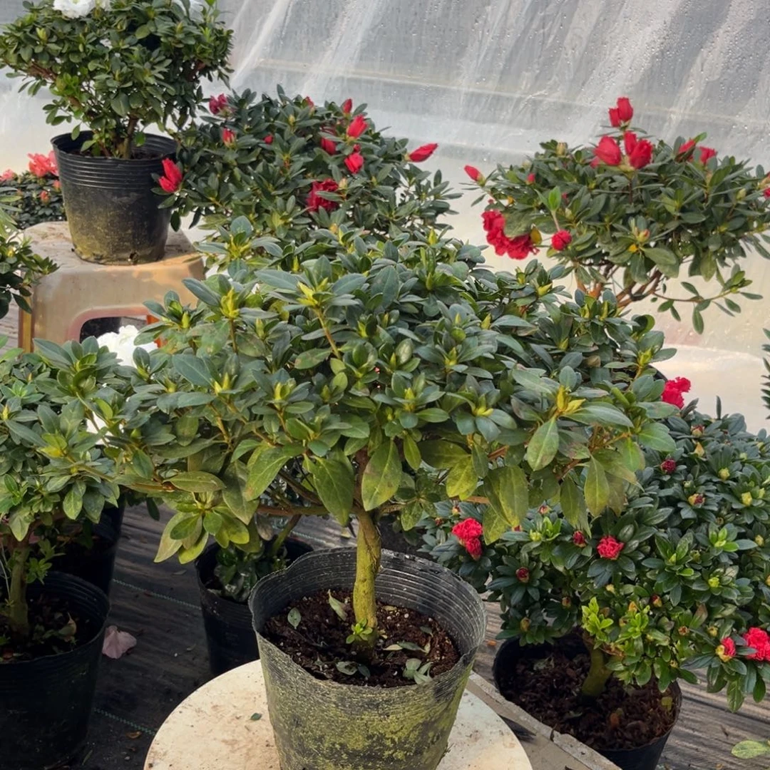 *****大部分花苞少量开放