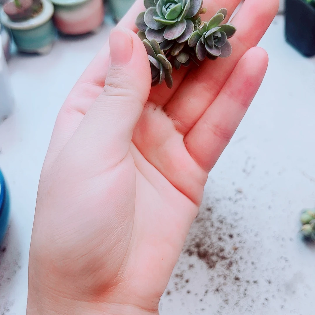 子持多肉植物1颗多肉