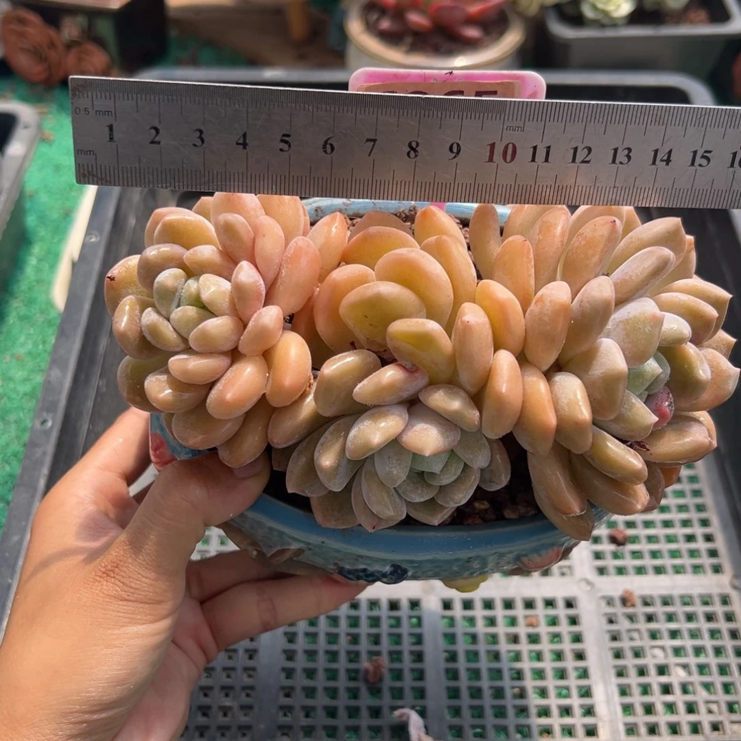 表妹精品多肉植物6265.