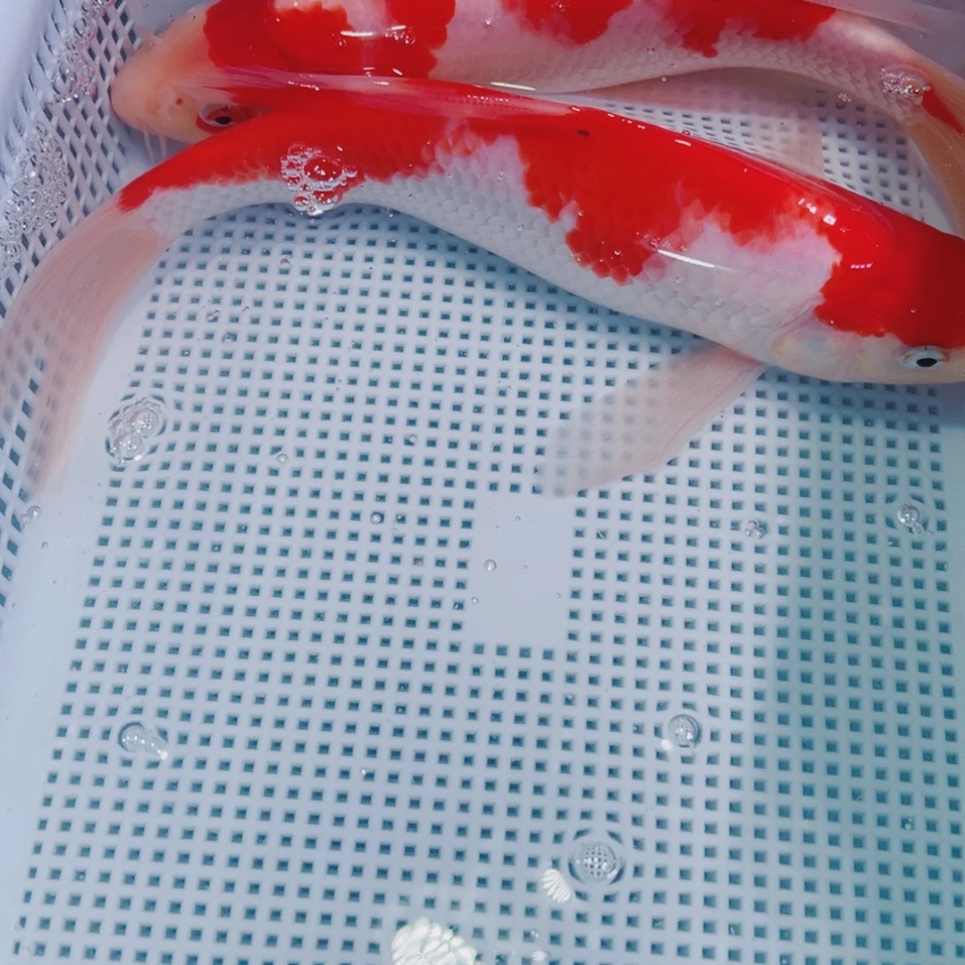 锦鲤锦鲤冷水鱼观赏124