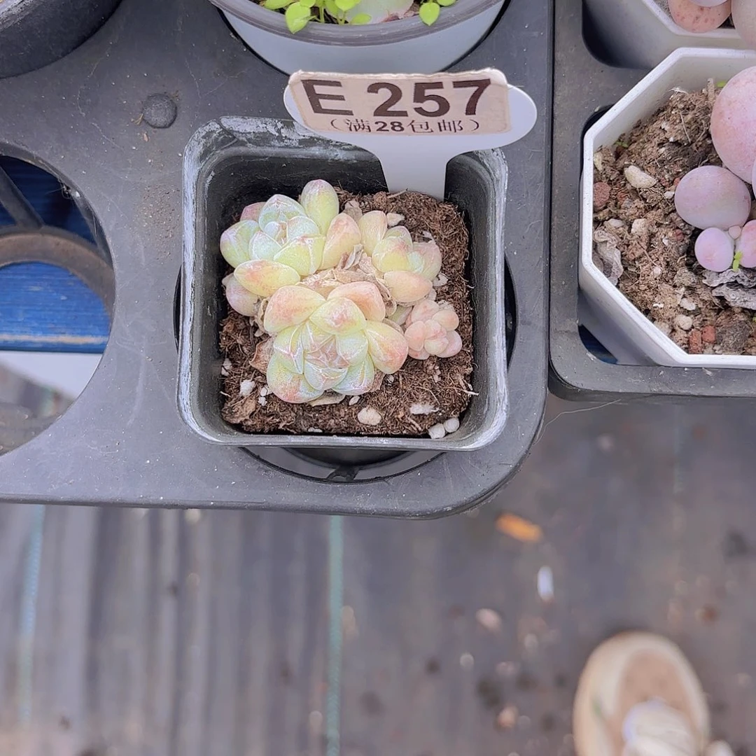 是***呀E257冰玉一物一拍