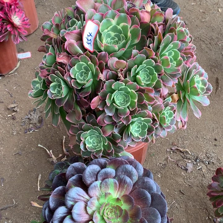 不包损554号雨花石黑武士