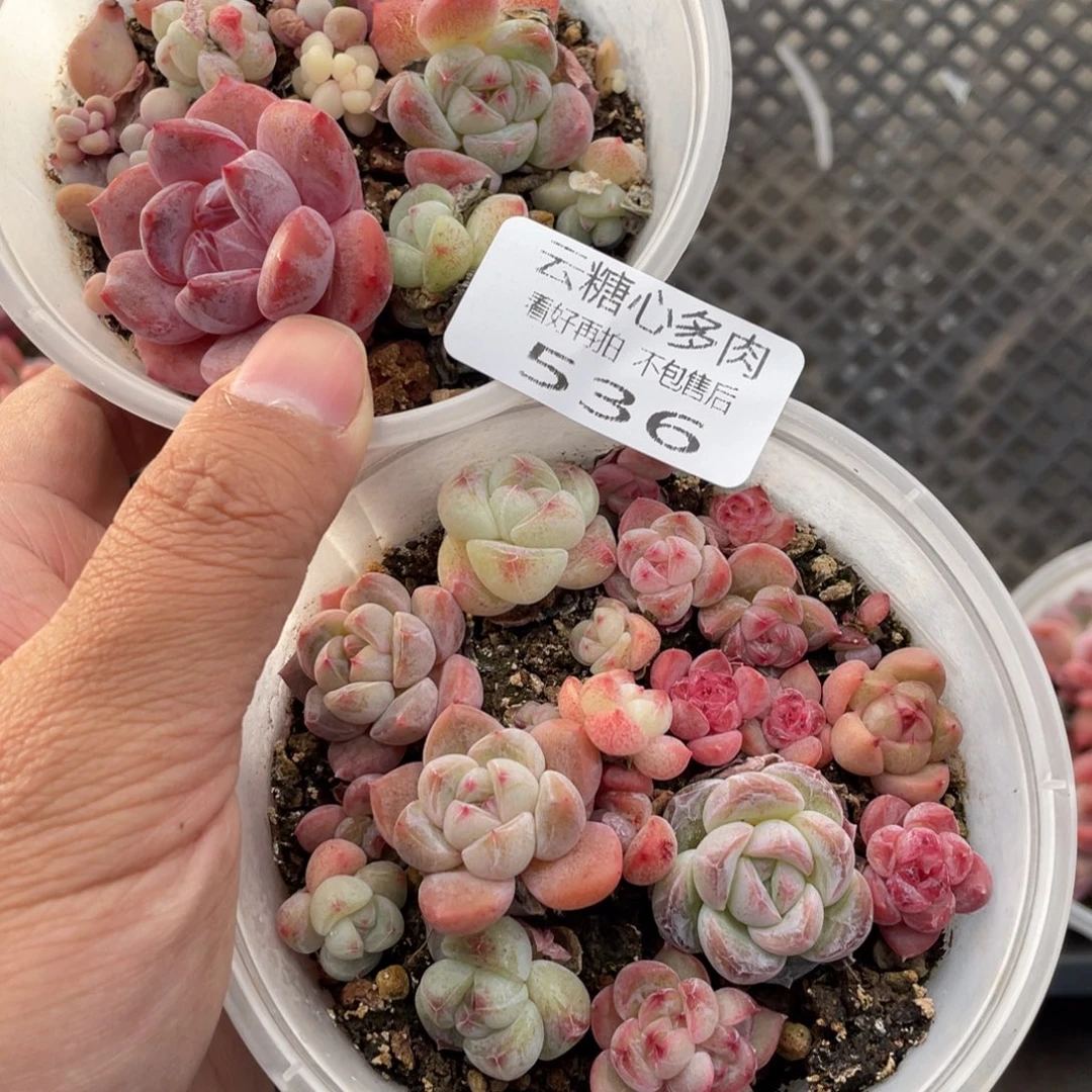 云糖心多肉植物536