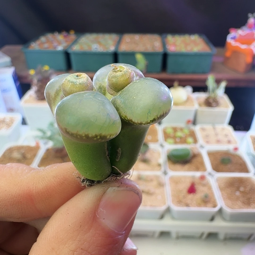 多肉植物福利宽透窗选拔紫罗兰风铃897