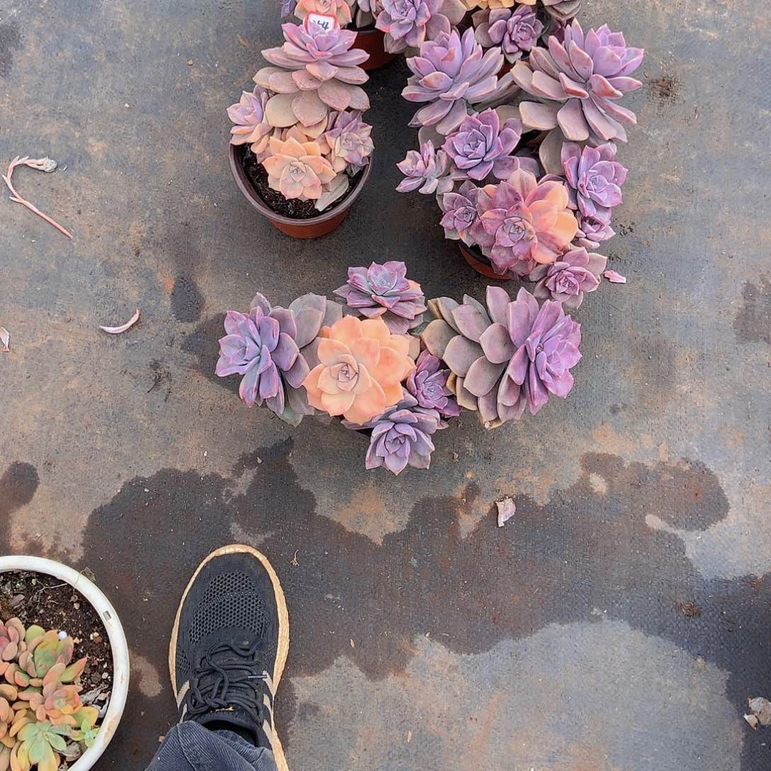 幸****介老三多肉一物一拍家里254紫乐锦5颗