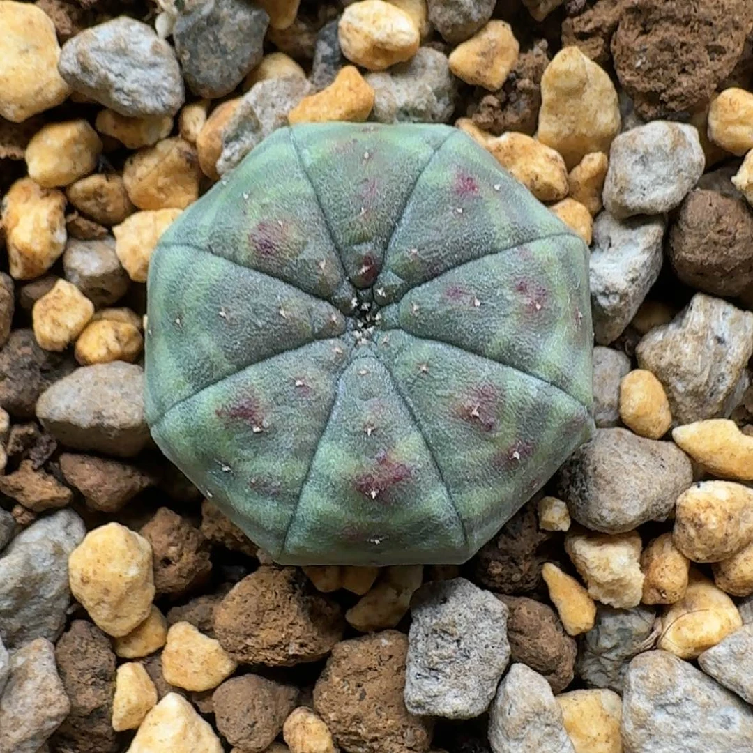 【闪购商品】6哈哈哈哈哈哈哈