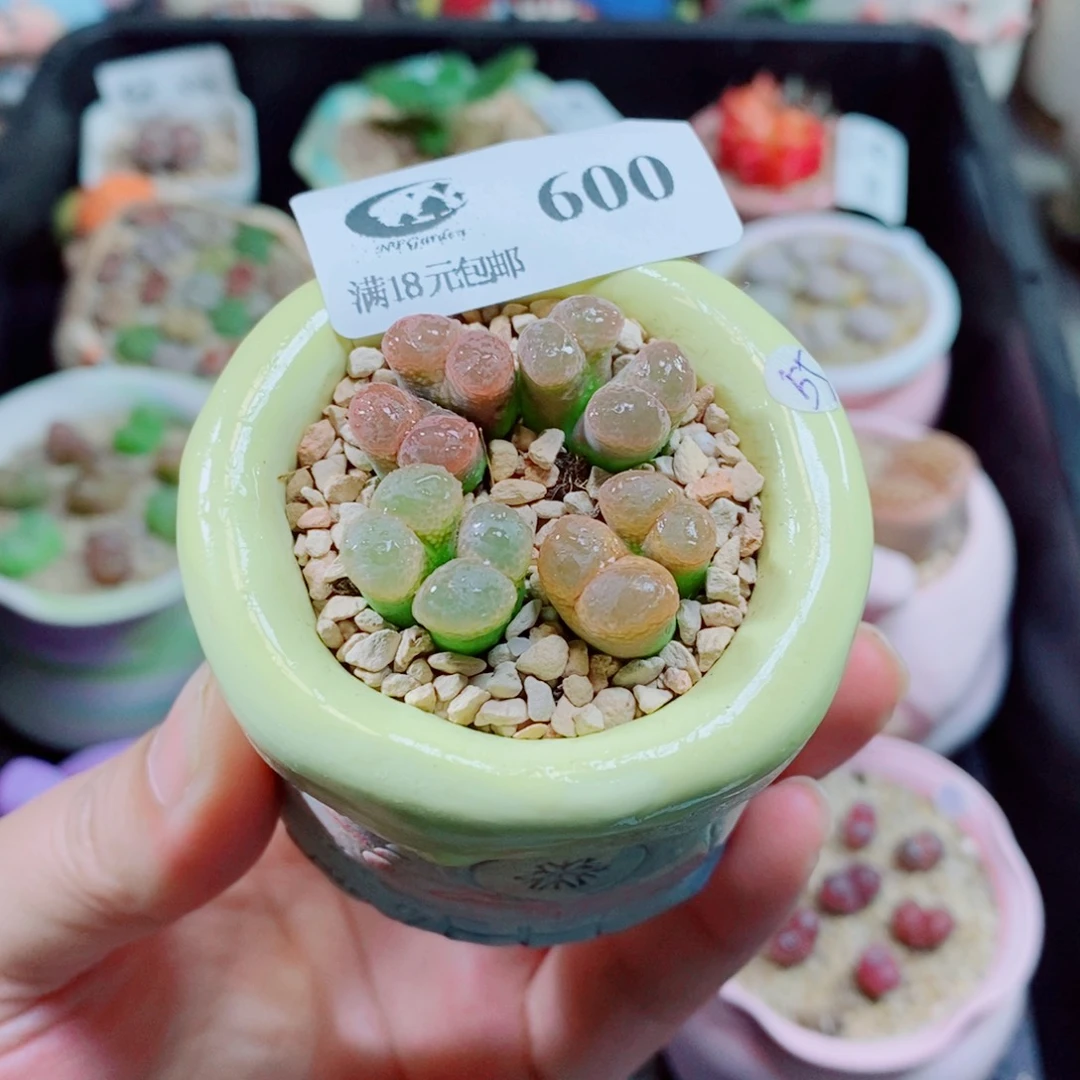 生石花花花花花花花600