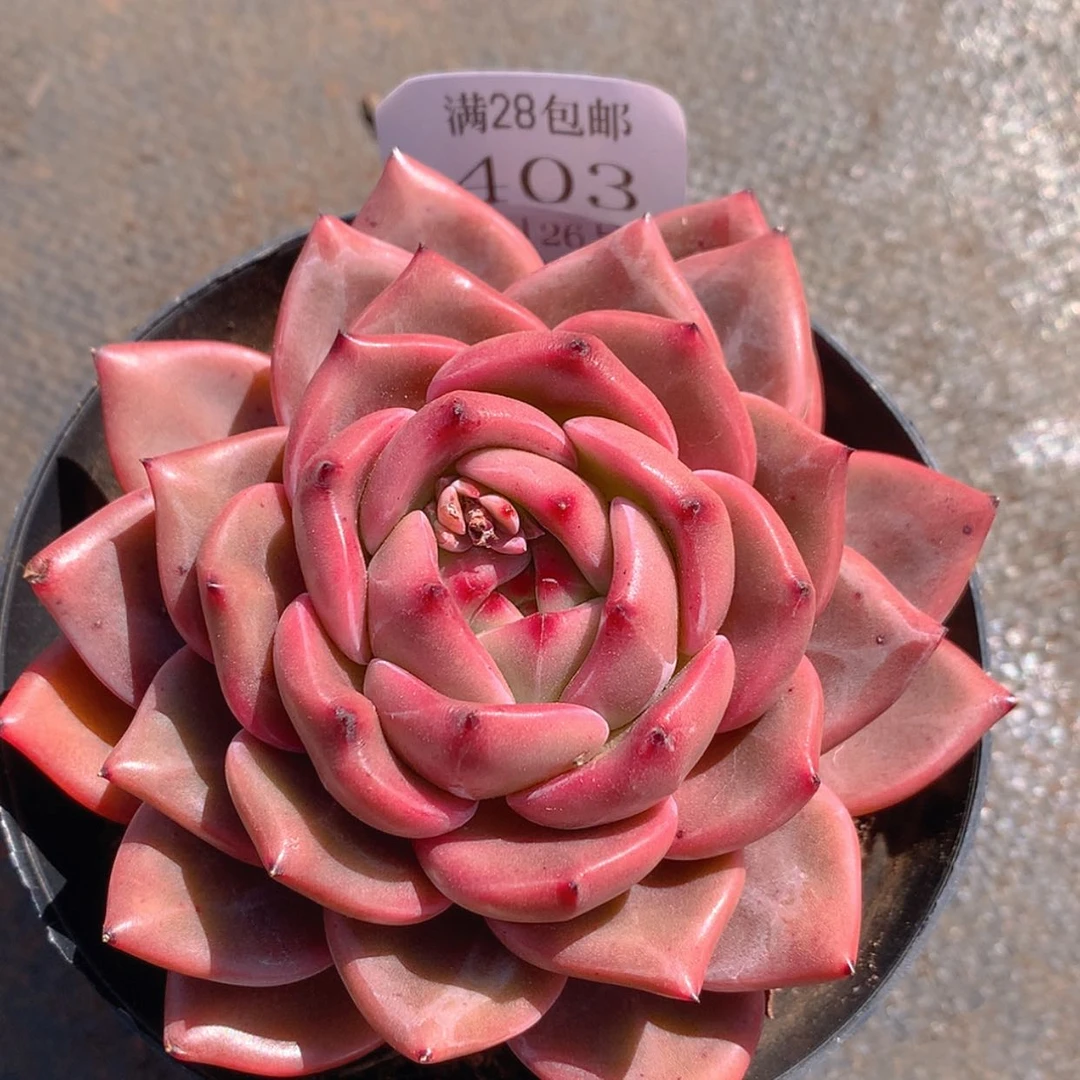 【闪购商品】云403号