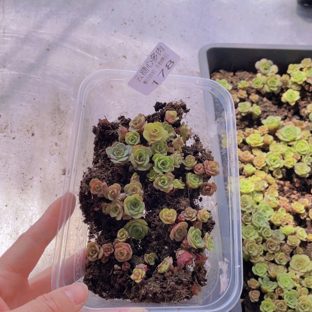 云糖心多肉植物178