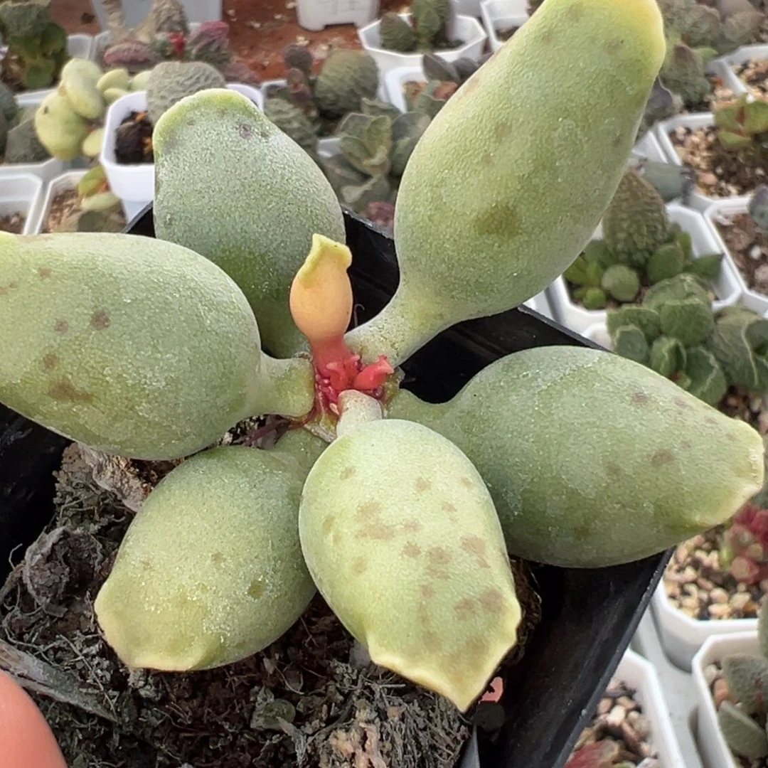 黄金海豹单头纯木质桩多肉植物