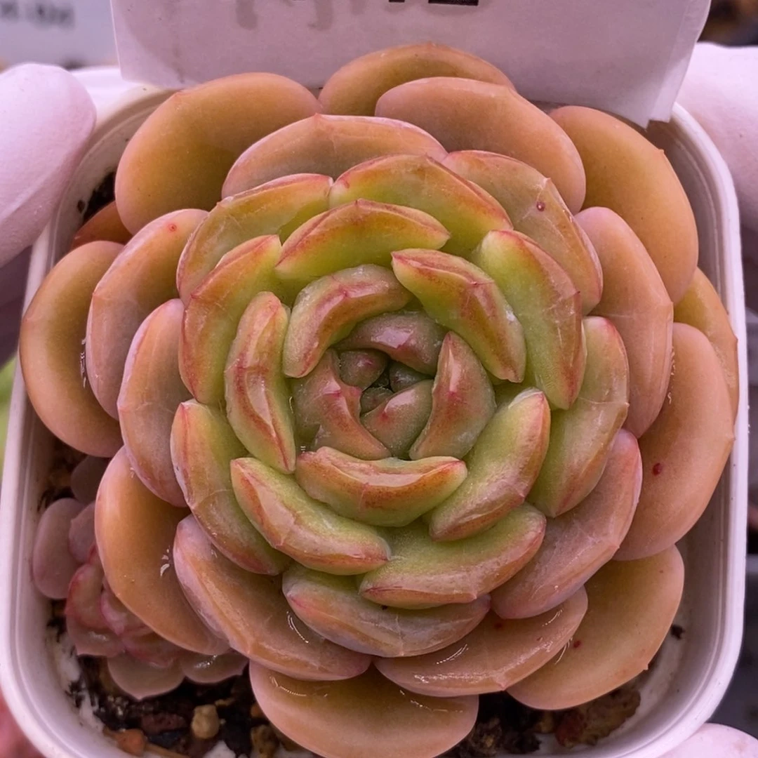 【闪购商品】14-12熔晶