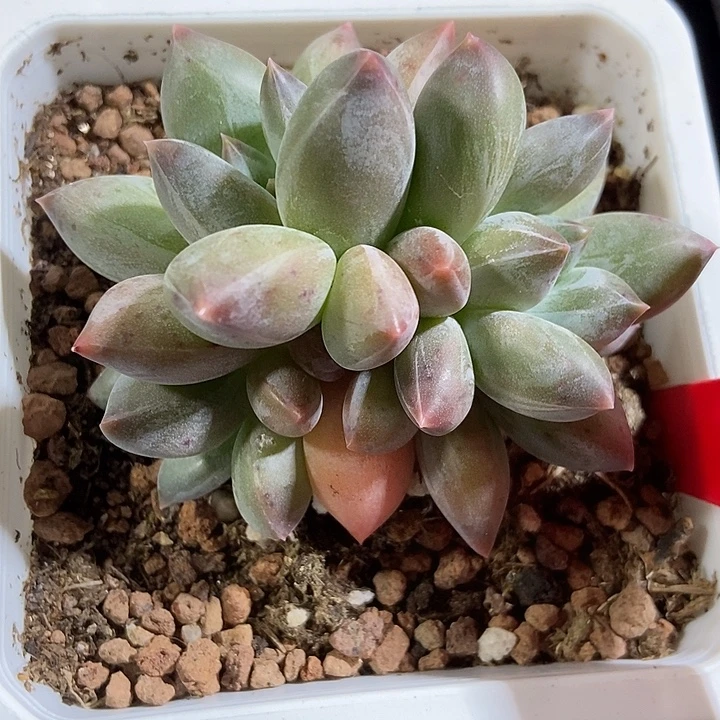 多肉植物重楼980多肉