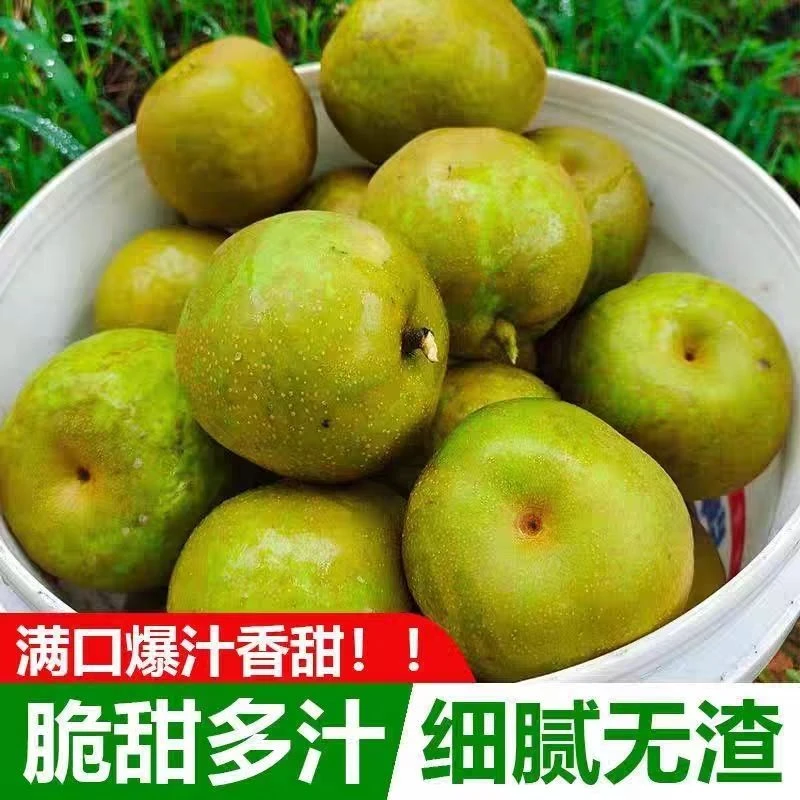 正宗农家自种现摘翠冠梨脆酥甜多汁青皮梨新鲜水果