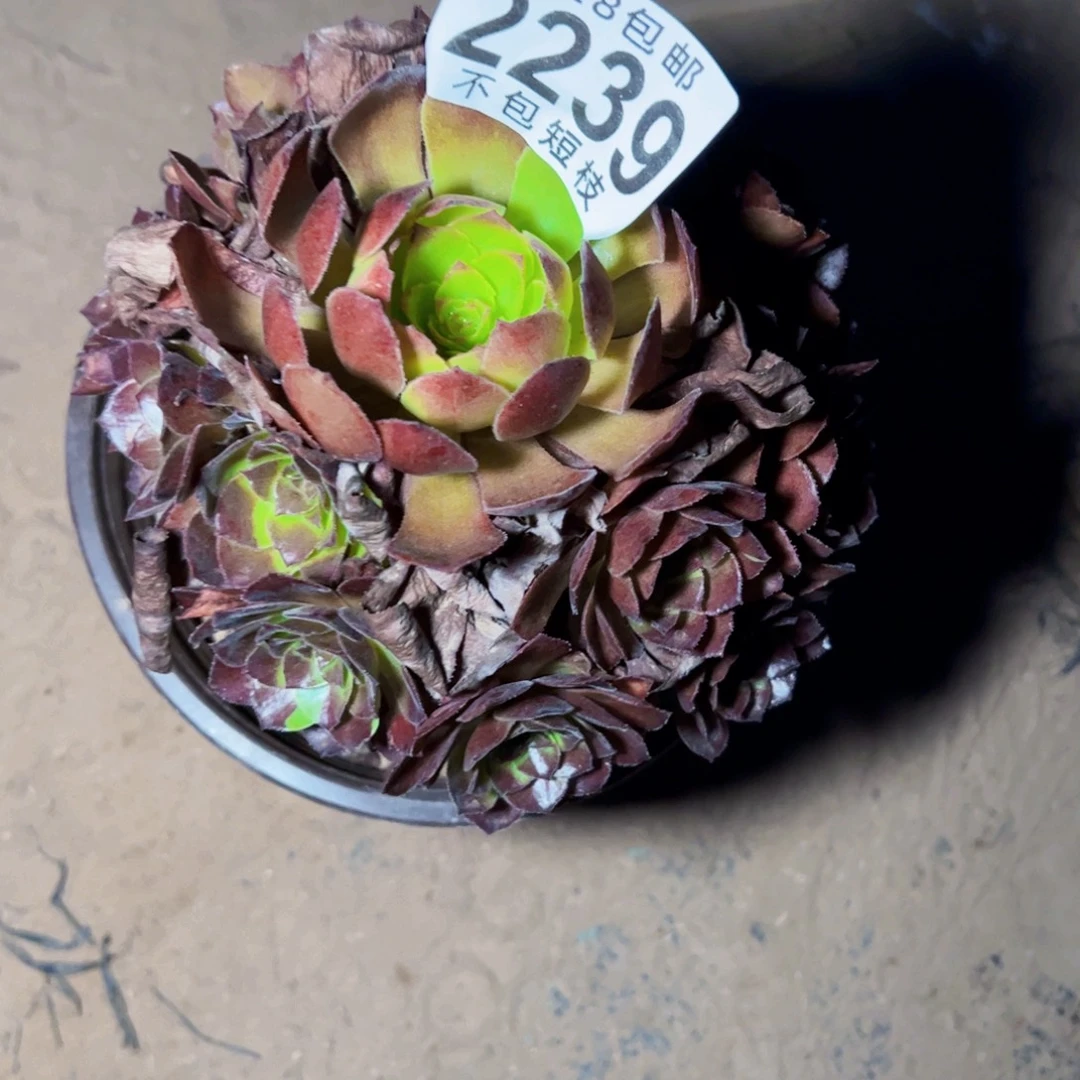 美人多肉植物法师2239