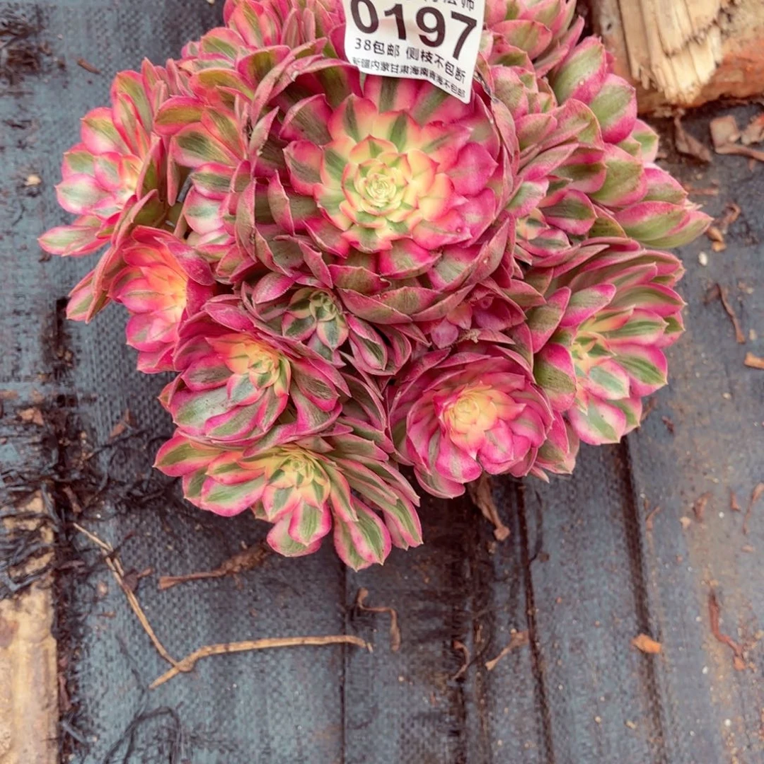 感***你1棚法师00000197荔枝