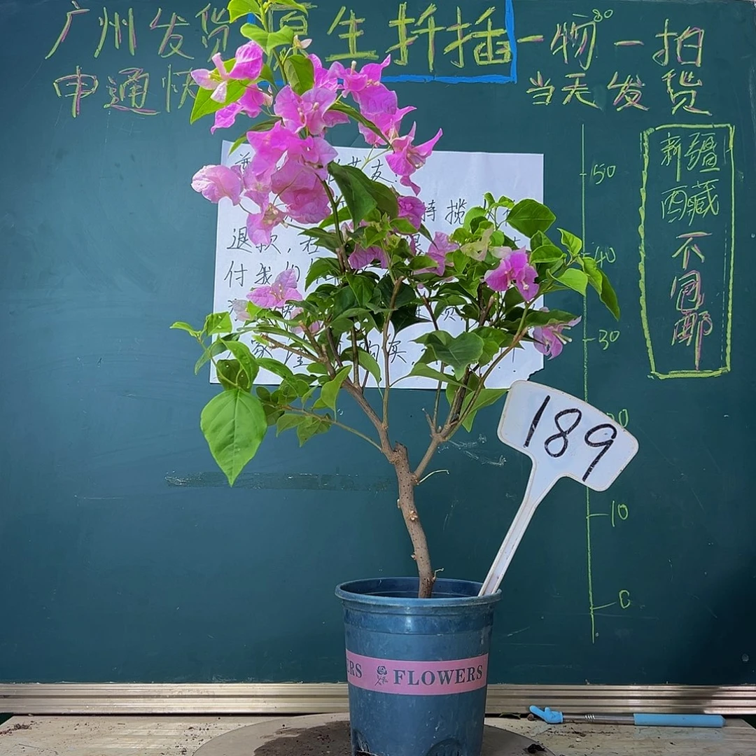 当前无花栽培后可以开花  漳红樱  189