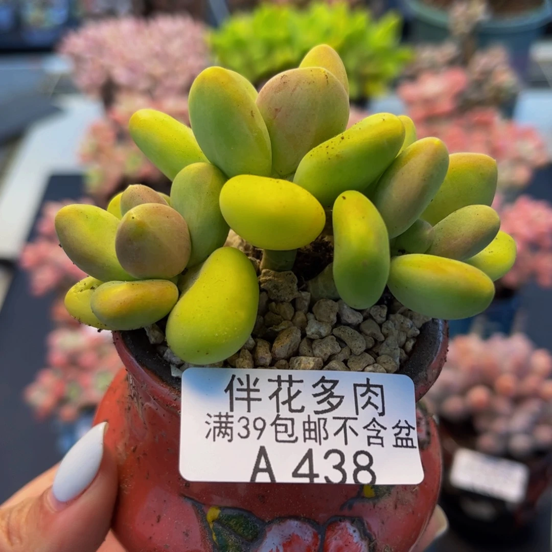 438-kk芒果奶多肉5cm