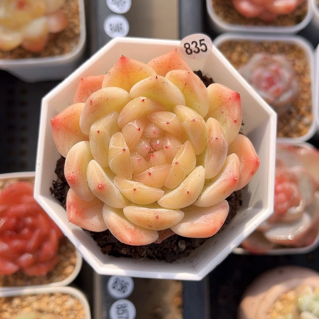 835  甜心877多肉18包邮