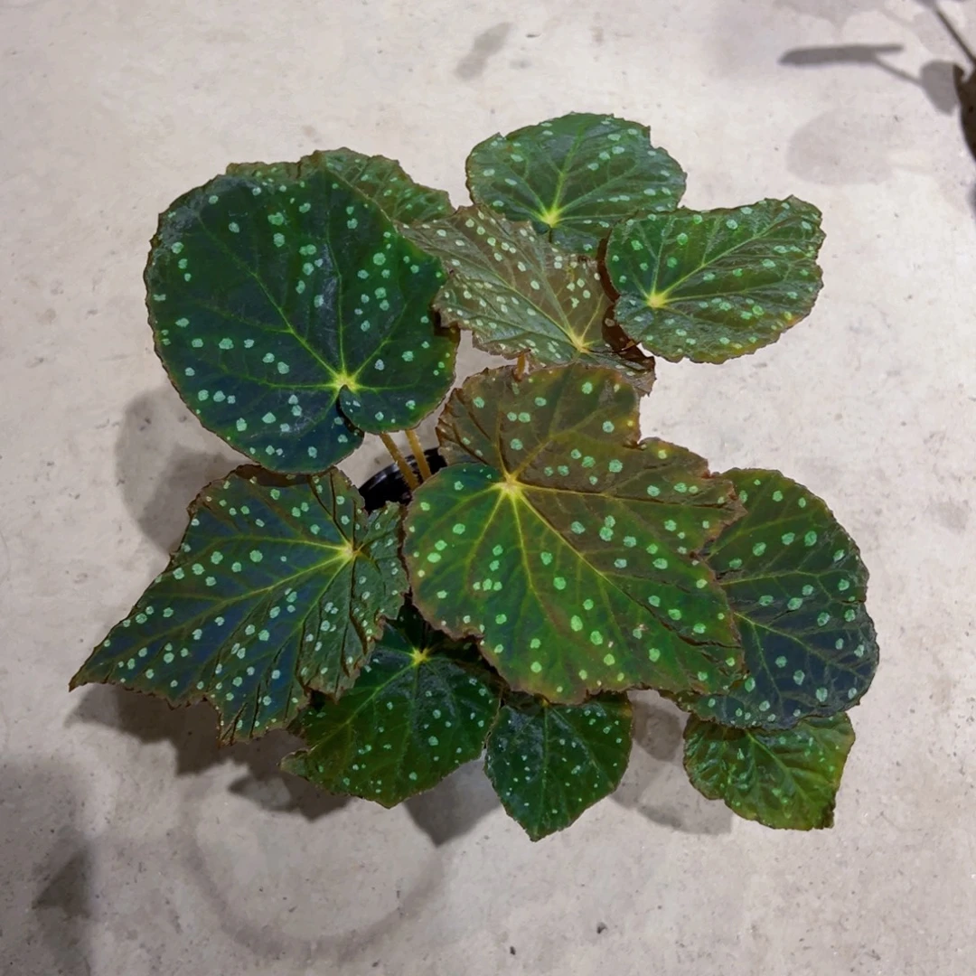 无花朵枫叶秋海棠