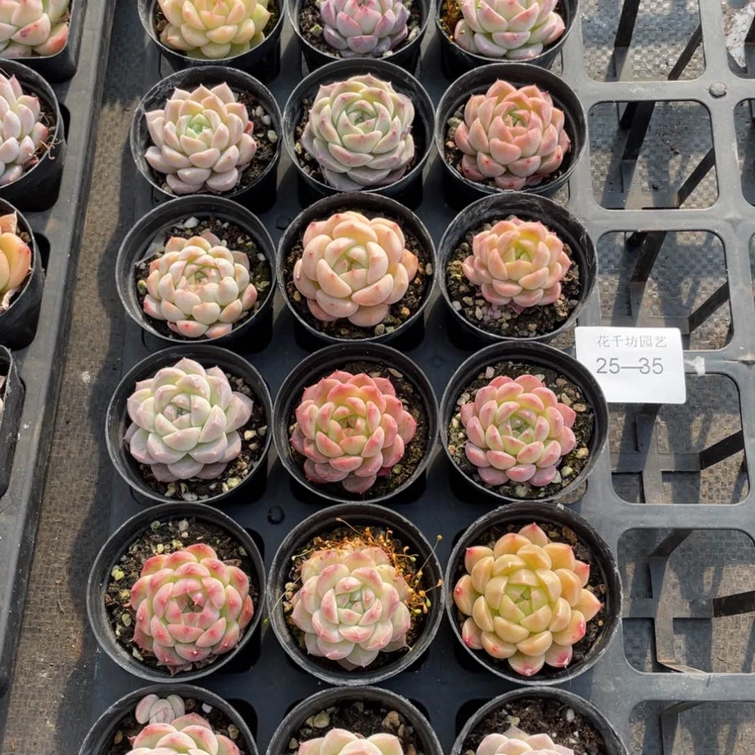 一物一拍18颗25-35