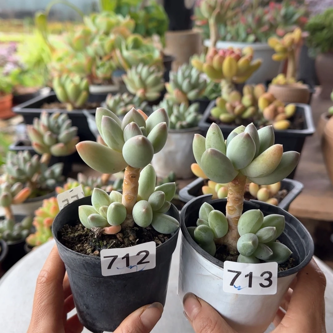 712 713号 一物一拍 一对