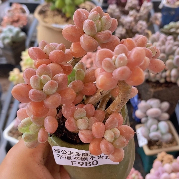 A****?鱼子酱老桩有砍7cm980多肉植物