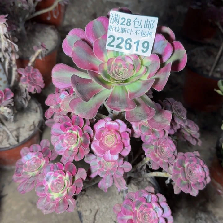 22619南冰淇淋多肉植物
