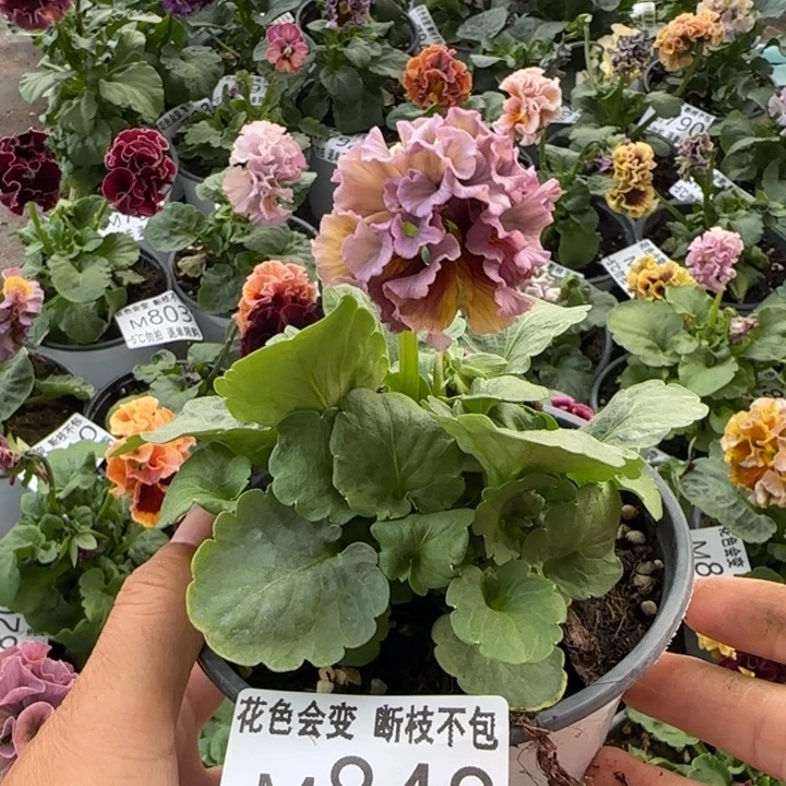 无花朵M848小苗苗晃零下5勿拍
