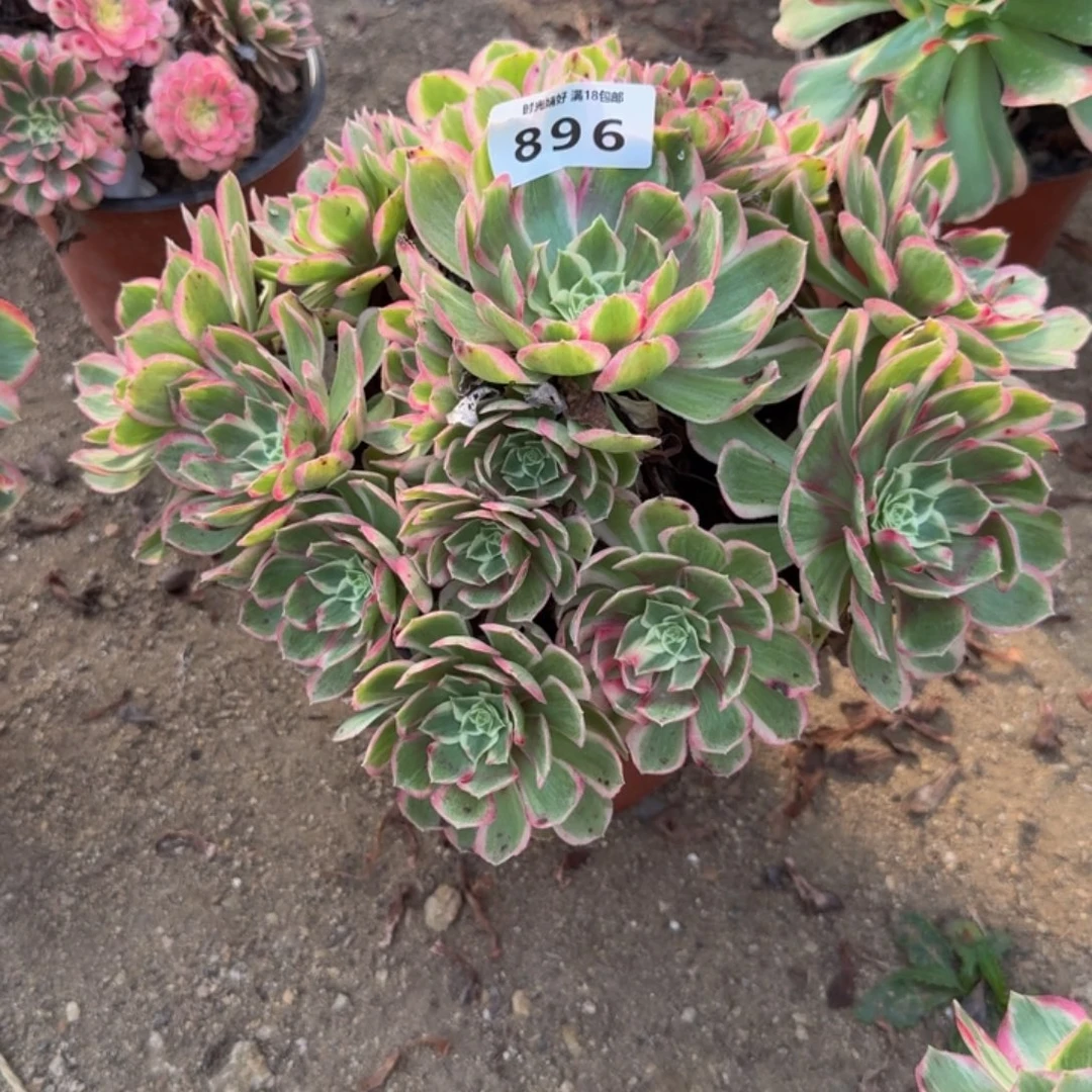 896孔雀翎。多肉植物