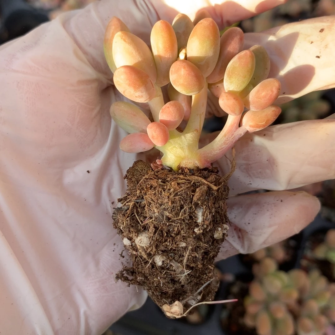 芒果奶板子芒果奶