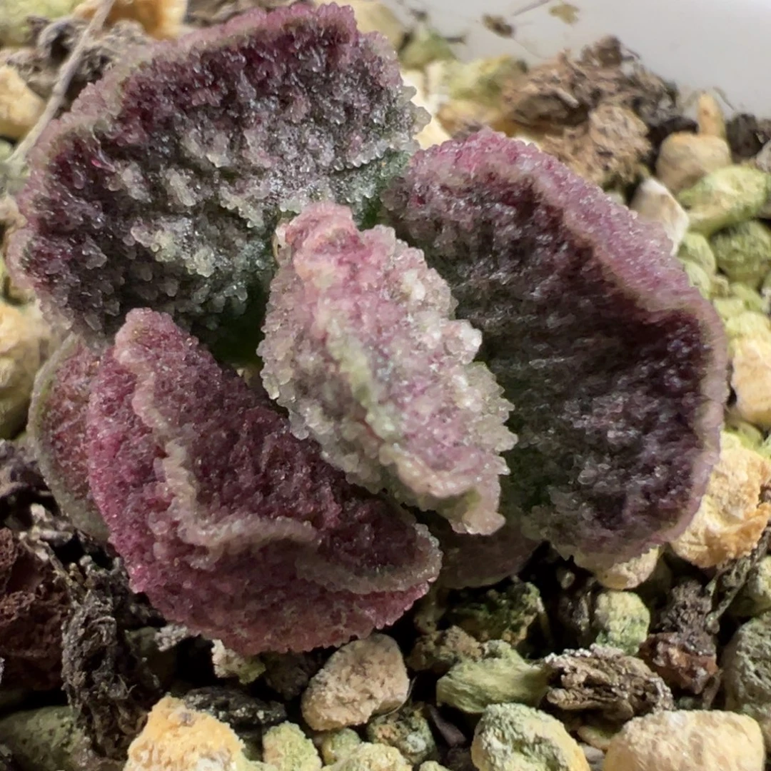 实生新品多肉植物水泡多肉植物水泡