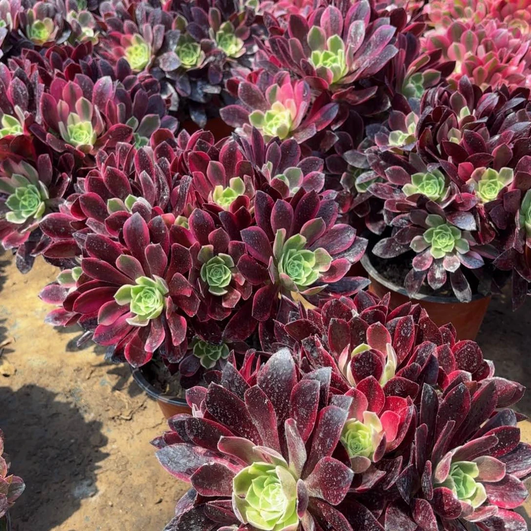 金丝雀9.9法师多肉绣球