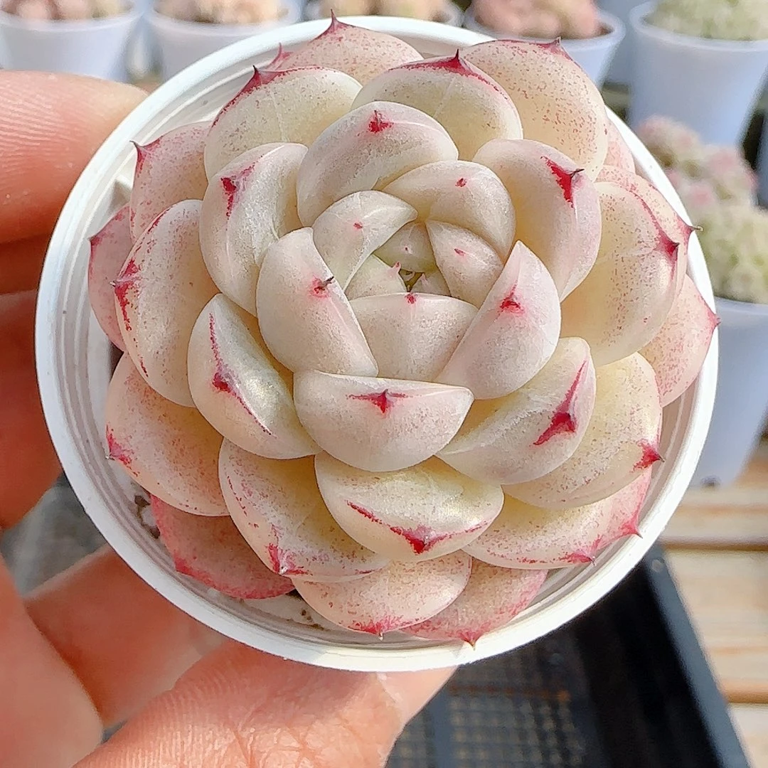 0102-63（五花肉）优选
