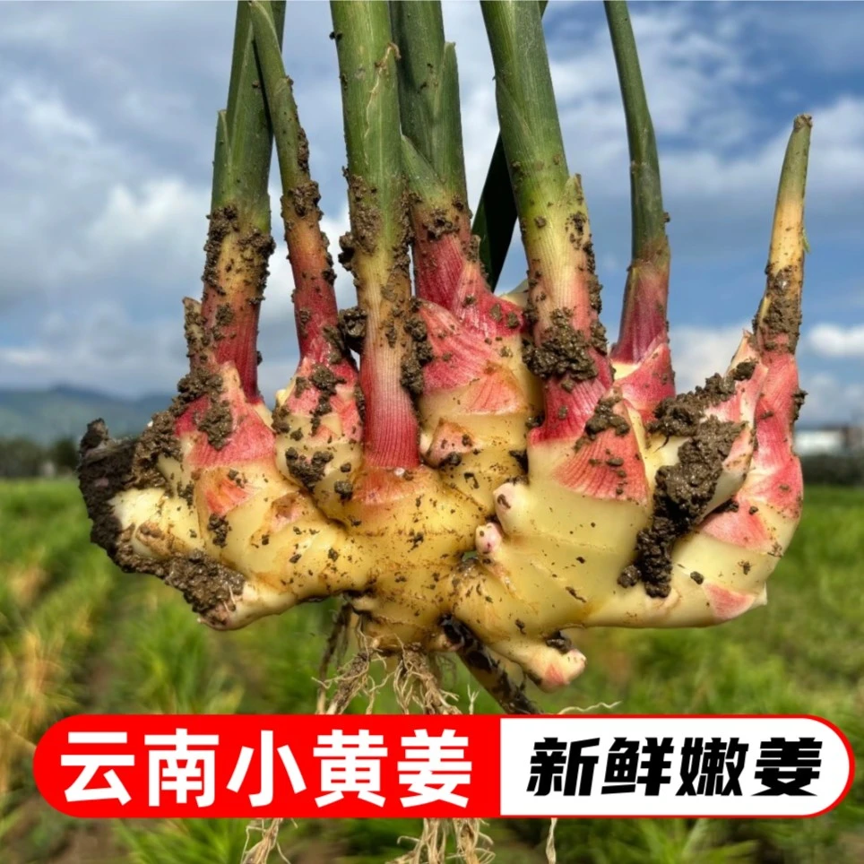 【嫩姜】云南产地直发新鲜红芽嫩姜小黄姜可做泡姜