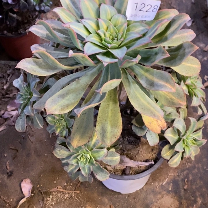 黄中班多肉断头不包1228