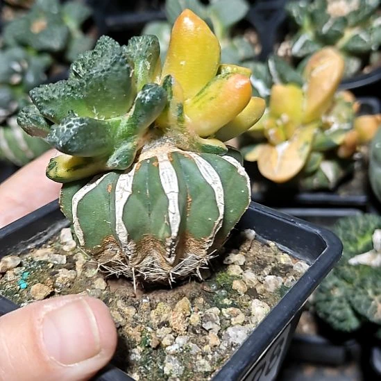 双头牡丹花锦基因828