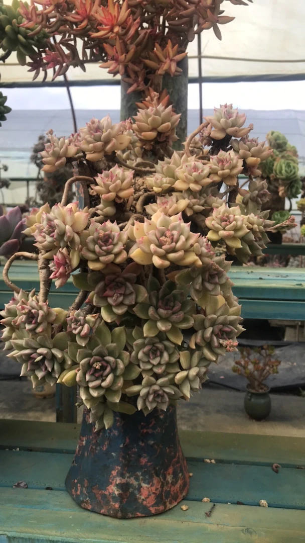 整装无砍老桩璀璨带盆